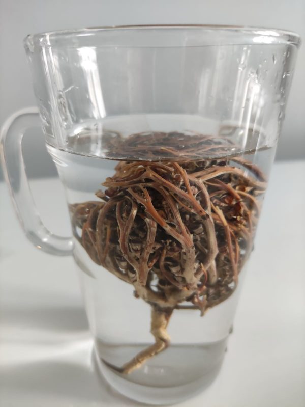 Rose de Jericho - Chajarat Maryam