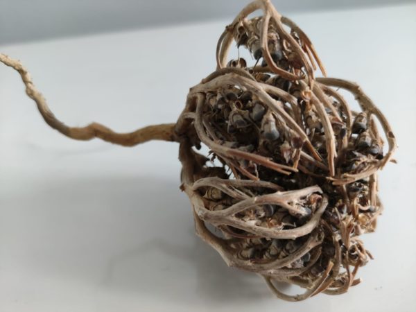 Rose de Jericho - Chajarat Maryam