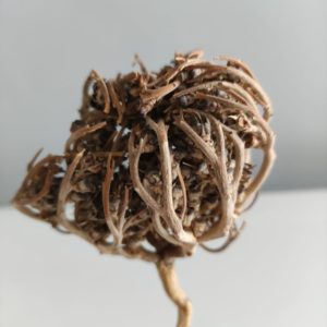 Rose de Jericho - Chajarat Maryam