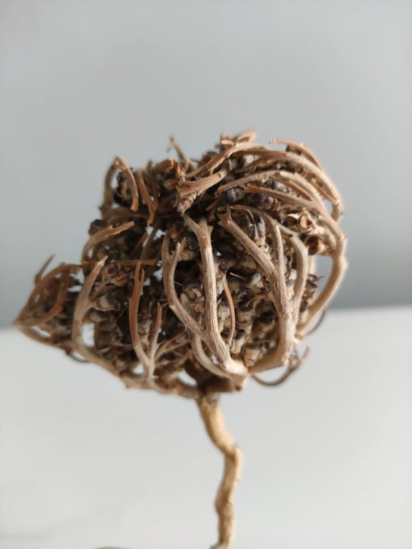 Rose de Jericho - Chajarat Maryam